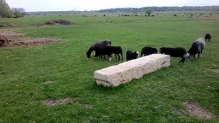 گوسفند نژاد رومانوف