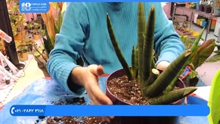 آموزش پرورش گل و گیاه / تعویض خاک و گلدان گیاه سانسوریا