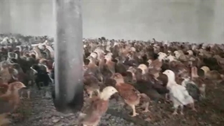 جوجه بومی 2 ماهه