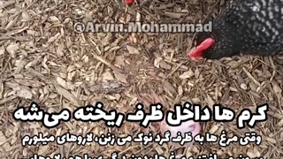 استفاده از حشرات در تغذیه طیور و ماکیان