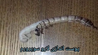 فیلم پوست اندازی لارو سوپرورم