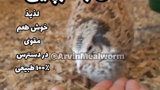 غذای بلدرچین | پرورش میل ورم Mealworm