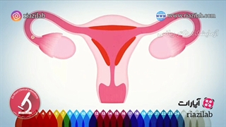 پریود چیست و چرا پریود می شویم؟ چرخه قاعدگی چیست ؟ هورمون های FSH LH چیست؟ استروژن و پروژسترون چیست؟  آزمایشگاه دکتر ریاضی