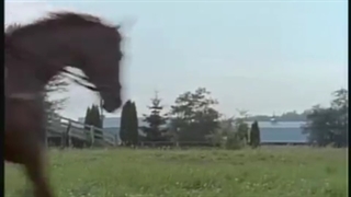 Adventures of the Black Stallion S1E1 - part 2