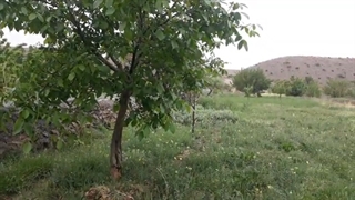 بکری بالا خانیک
