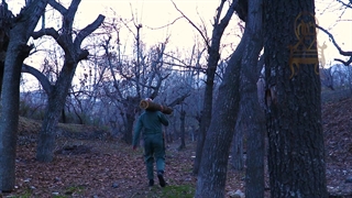 میز و صندلی ناهارخوری طلائیه