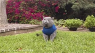 گربه ی فوتبالیست