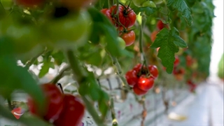 مراحل کاشت، نشا و برداشت محصولات در گلخانه شیشه‌ای آتاویتا