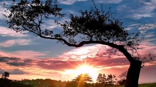 ترانه تنها بودم