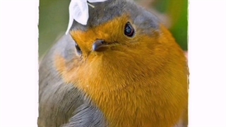 ترانه: تو که معنای عشقی