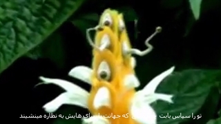 مهدی درانی عجایب آفرینش