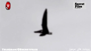 ویدیوی واقعی و عجیب از لحظه پرواز [پتراسوروس] دایناسور پرندهء گوشتخوار در آسمان آمریکا (شکار دوربین _ قسمت ۶۳)