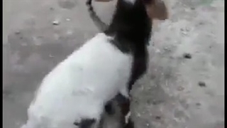 چقدر بامزه بود دعواشون(واقعا صداشون خیلی بامزه بود@-@)