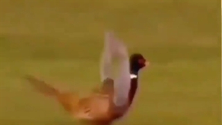 اگر پرنده ها دست‌ داشتند