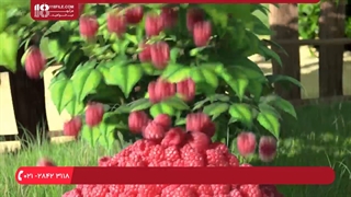 دانلود انیمیشن ماشا و میشا // این قسمت : روز لباسشویی