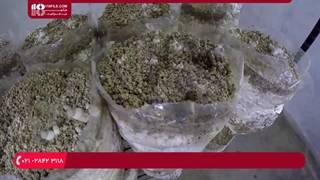 آموزش تولید قارچ - آب و رطوبت بیش از حد