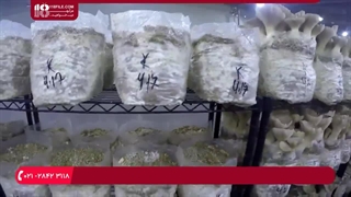 آموزش تولید قارچ - بهبود تکثیر خاک اره