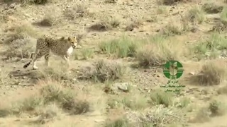 تصویربرداری از یوزپلنگ شناسنامه دار ایرانی در شاهرود به نام فِقِه