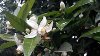 بهار لردبن