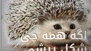 گربه های فانتزی | گربه پنگوئنی