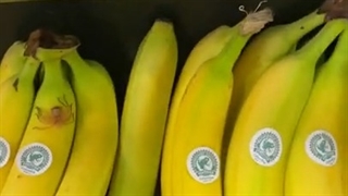 وجود عنکبوت سرگردان برزیلی (عنکبوت موز) در موز