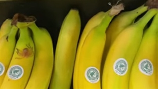 وجود عنکبوت سرگردان برزیلی (عنکبوت موز) در موز