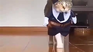 پخش پوشاک زنانه درگهان DARGAHANCLOTHING