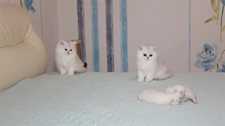 Silver kittens Evan & Eva meet tiny baby cats first time | Cute video with kittens
