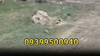 بلک پاور انفجار بی خطر