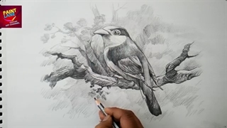 کشیدن یک پرنده