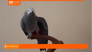 آموزش تربیت طوطی - حرف زدن طوطی