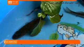 آموزش پرورش ماهی زینتی - درمان بیماری لکه سفید