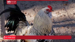 آموزش پرورش مرغ محلی - مقدار غذای لازم مرغ ها