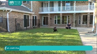 آموزش تربیت سگ - نحوه آرام کردن سگ در چند دقیقه