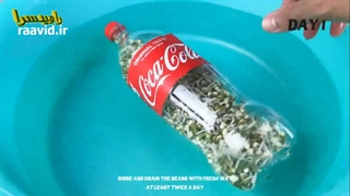 جوانه ماش
