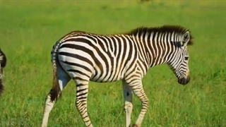 Amazing Wildlife of Botswana - 8K Nature Documentary Film (with music)