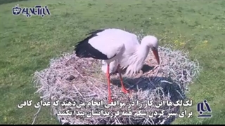اقدام بیرحمانه یک لکلک ماده و قتل یکی از فرزندانش