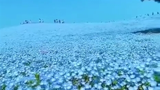 دشت گلای آبی