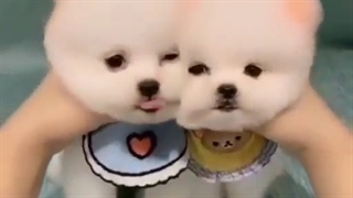 سگ های ناز نازیییی 