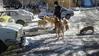 سگ ها در دیزباد رسیدگی می شوند
