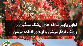 زرشک چگونه تولید می شود، زرشک پفکی چیست؟