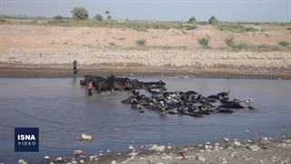 حال بد گاومیش‌های پیچ سیدجابر