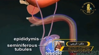 بستن لوله در مردان