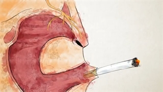 How do cigarettes affect the body? - Krishna Sudhir