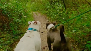 Health Benefits of CBD Oil in Dogs