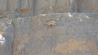 بزغاله های بازیگوش در شیرکوه یزد را تماشا کنید