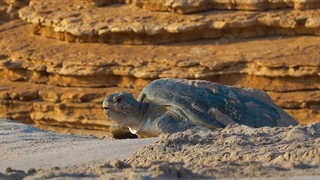 کشور عمان در یک دقیقه