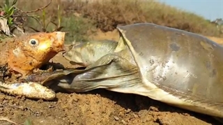 سبک شکار بی نظیر در کنار رودخانه.  لاک پشت هیولا در مقابل ماهی های زیرزمینی.