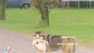 سگ بی ادم دزد کثیف