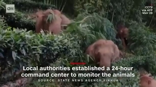 گله فیل 500 کیلومتر را به دنبال چه پیموده است؟